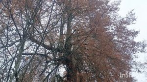 Покинутая деревня где живут кабаны.