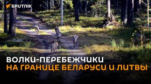 Стая волков сбежала из Литвы в Беларусь через границу в заповеднике Чяпкяляй