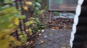 Мой сад в Осень 2025 года