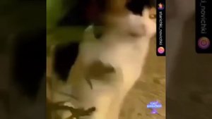 "Я трезв как стеклышко!" - сказал кот и пошел в стену. #потешноеповедение #смешныеживотные