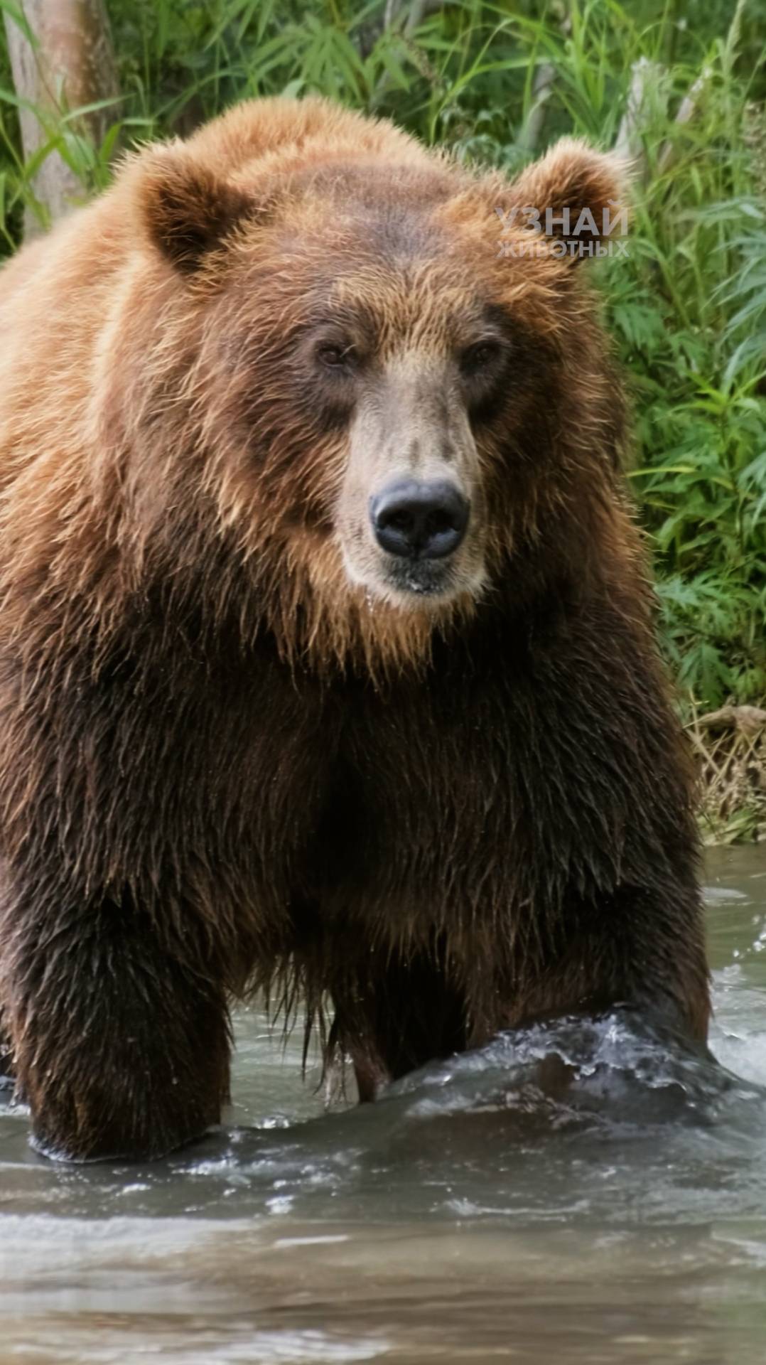 Чем отличается Бурый Медведь от Гризли