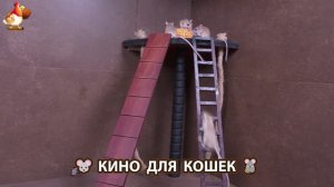 Видео для кошек про крысок развлекать питомцев 🐭🐀😂 (350)