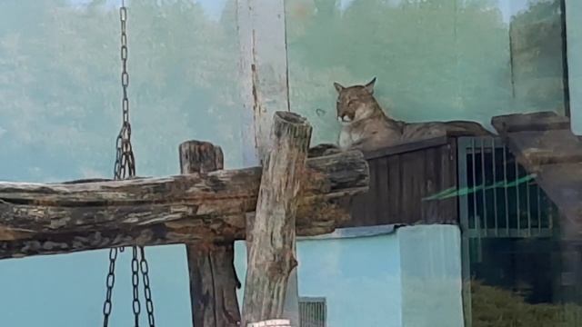 Пумы в зоопарке