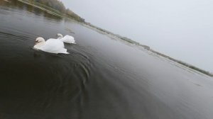 🦢Swan💃dance🦢over🌊the💫water:🌪️FPV🛸drone🚀in the🪽arms🪽of❄️snow-white🦢graces!❄️(Slow Motion)