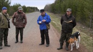 "Весенние голоса выжлецов на Вятке" весна 2013г Киров .Русская пегая гончая Бим Уланова С.И.#топ