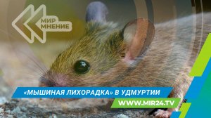 «Мышиная лихорадка» в Удмуртии. С чем связан всплеск заболевания и кто в группе риска?