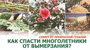 Главная ошибка, которая убивает цветы. Осенняя обрезка многолетников