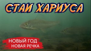 ХАРИУС ХОДИТ ТОЛПАМИ! Первая рыбалка 2025 на новой речке