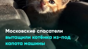 Московские спасатели вытащили котёнка из-под капота машины