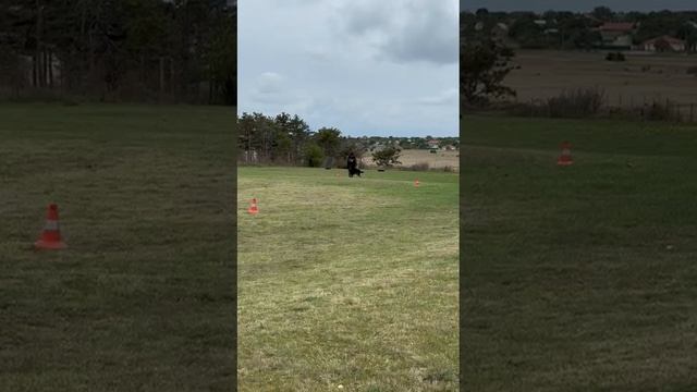 3.  ++-/не сдан RESTLESS KHUNDE SALSA (Borro Rovra – Вакса из Смоленской Крепости)