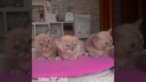Шоколадные бурманские котята (девочки). Помёт «I8».
