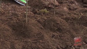Деревья и кустарники высадили на улице Рябикова, в Центральном районе Братска