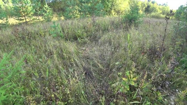 Крупный медведь живёт у избушки. Удачная вечерняя рыбалка на окуня. 2 серия