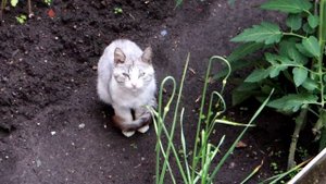 Уличный кот Дымок.