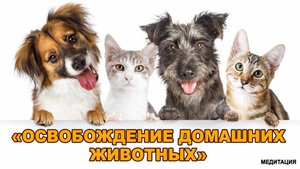 Медитация "Освобождение домашних животных"
