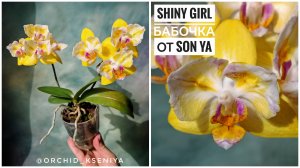 Phal. Shiny Girl peloric от садовника Son Ya. Первое цветение желтой орхидеи бабочки Сладкая девочка