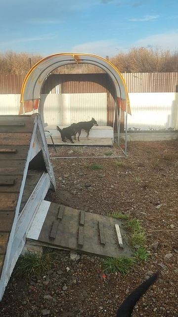 ПикЛева и наша турбо- собака