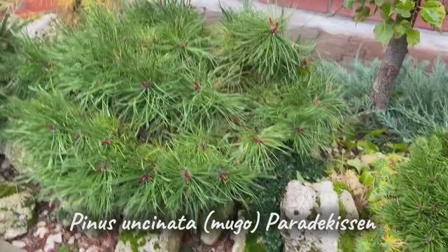 Pinus uncinata (mugo) 'Paradekissen'