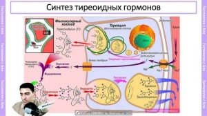 «Гистология щитовидной железы, гипо-и гипертиреоз"