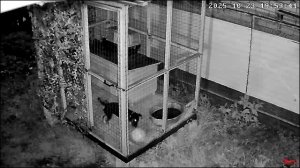 Ягдтерьер. Вечерний тыгыдын.