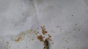 #17. 23-10-2025 Контроль осыпи клеща. Влажность в улье???