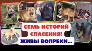 Семь счастливых семей стали обладателями…