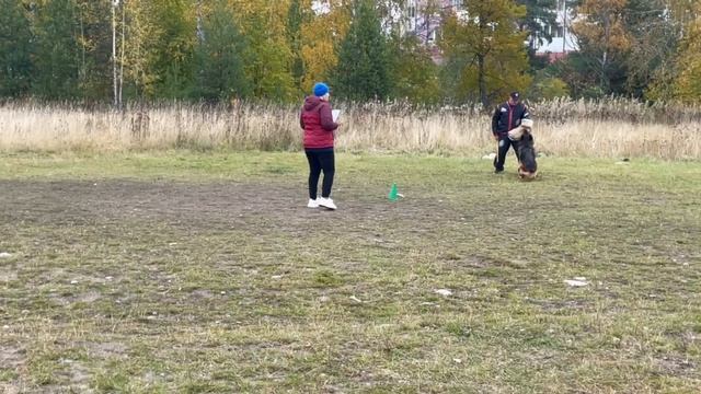 2 Отл. СС Ирендорф ВУДУ +++ №69. ПЕТРОЗАВОДСК 4 октября`25 Моно немецких овчарок