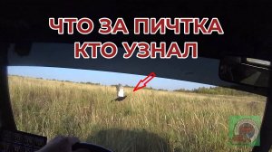 Чуть на птичку не наехал