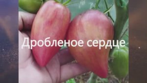 Каталог томатов 2025 года. Часть 7. г. Киров