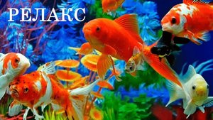Аквариум с рыбками Музыкальный Релакс - 60 минут релаксации.