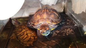 Красноухая черепаха 🐢 греется вечером 23-10-2025