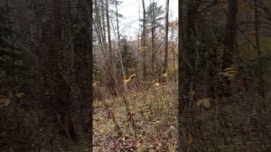 Санаторий Дорохово 23.10.2025