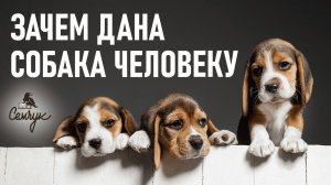 Зачем нужна собака человеку. Почему мы заводим домашних животных. Феноменальная психосоматика