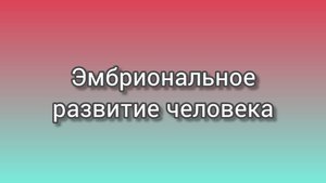 Эмбриональное развитие человека