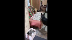 Собака. Кот. Том и Фокс