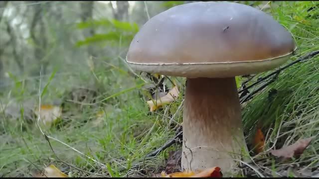 Белый гриб. Таймлапс смотреть онлайн