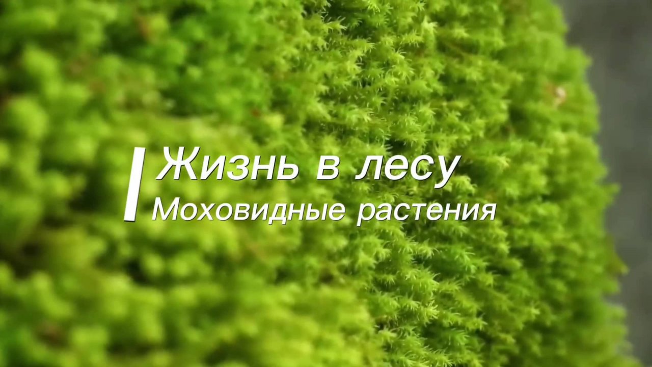 Моховидные растения (Мхи, Печеночные, Антоцеротовые) смотреть онлайн