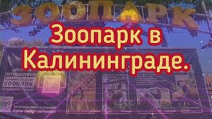 Зоопарк в Калининграде.Возвращение домой.