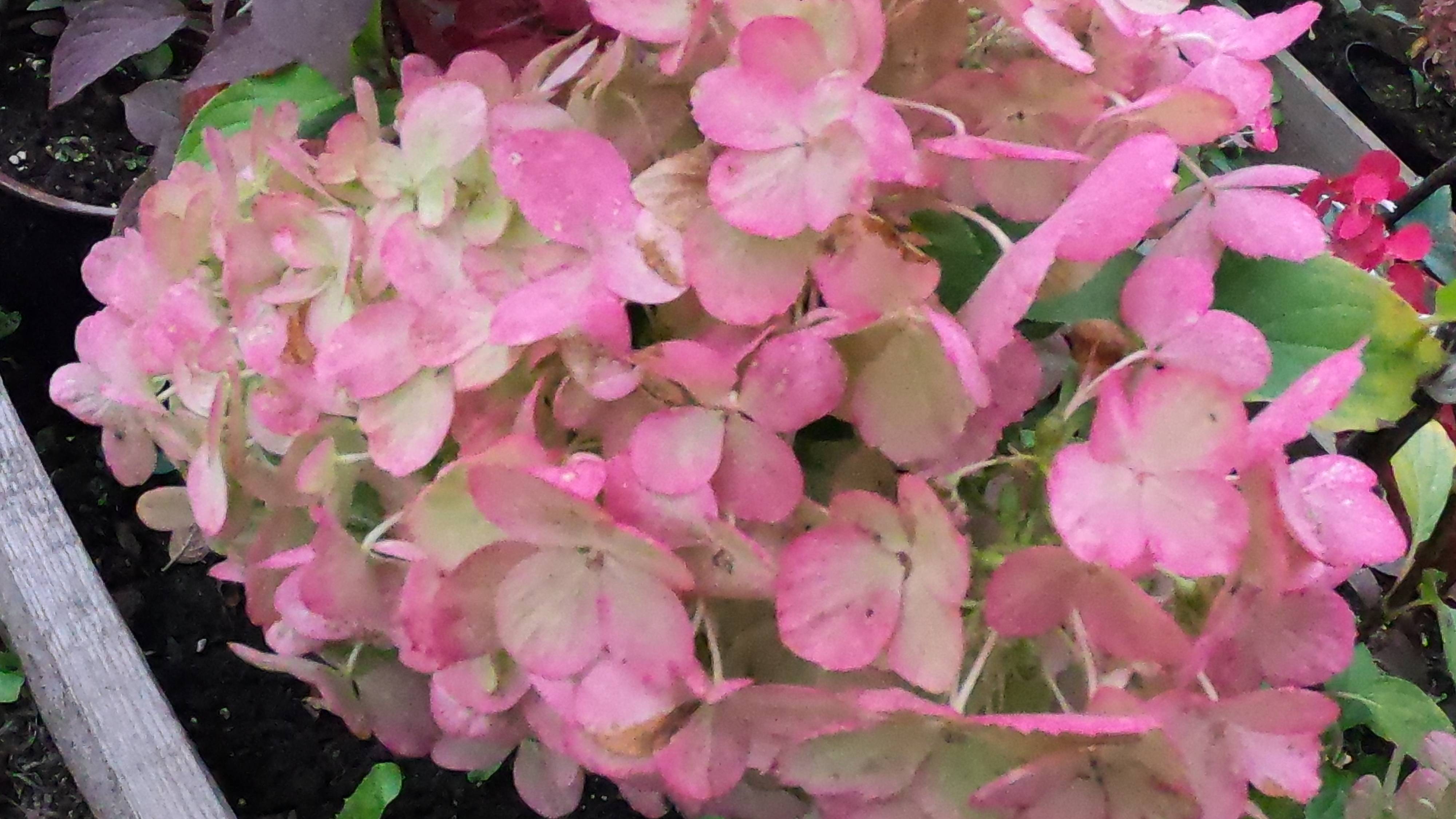 Осенняя обрезка  низкорослой метельчатой гортензии Литтл Лайм.(Little Lime)