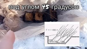 Коротко о прикопе саженцев осенью в Сибири