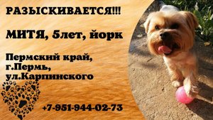 Пропала собака! МИТЯ. 5 лет, йорк. Пермский край, г.Пермь