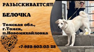 Пропала собака! БЕЛОЧКА. Томская обл., г.Томск.