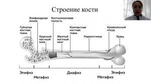 Остеоартросиндесмология