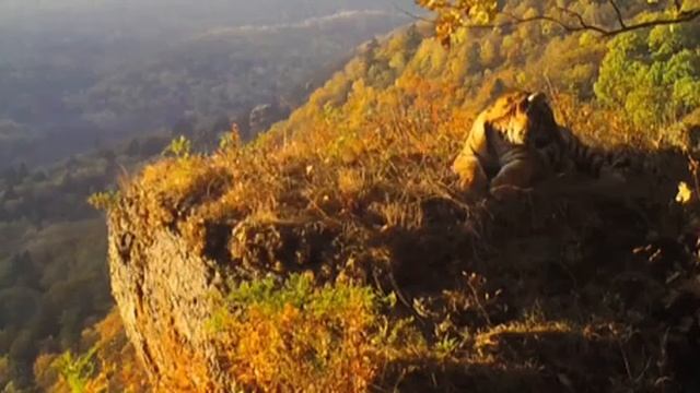 Мам, а можно ещё пять минуточек? — Нет, сынок, мы тигры суровые. смотреть онлайн