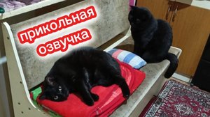 Кошки с озвучкой.