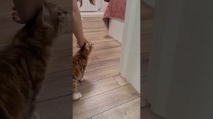 Сибирский котик Mars осваивается в новом доме
