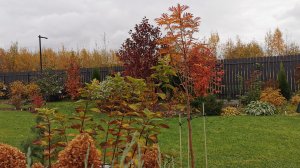 Первая формирующая и санитарная обрезка рябин Алая крупная, Титан. 22.10.2025