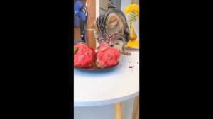 Видео от МЯУтаверс – как метавселенная, но с котами