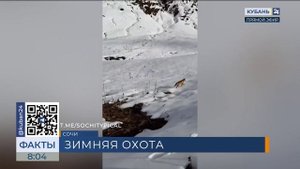 Туристы стали свидетелями охоты лисицы в горах Сочи