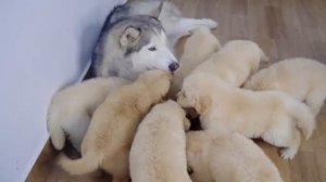 Восемь щенков ретривера атакуют хаски - 2025 год